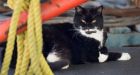 The feuding, feral cats of HMC Dockyard  and the ex-sailor who nurtures them