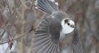 Canada isn't getting a national bird after all