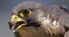 Alberta scientist remembered as soft-spoken saviour of Canada's peregrine falcon