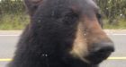 Close encounter of the furred kind: Curious bear noses around vehicle