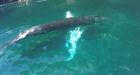 Humpback whale feeds on capelin in Trinity Bay, Newfoundland