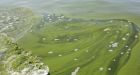 Scientists expect 'significant' algae bloom on Lake Erie