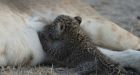Lion seen nursing leopard cub in Tanzania