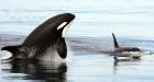 Orca rescued 15 years ago seen with new calf off B.C. coast