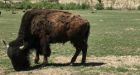 Hiker 'lucky to be alive' after bison attack in North Dakota 