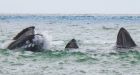 Whale hello there: Spectators wowed by shoreline show
