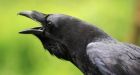 Smarter than the average 4-year-old' Raven intelligence at heart of new study