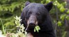 'A taste for ewe': Wily bear killing, eating sheep near Victoria