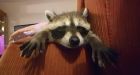 Mona the raccoon: She's a 1st for Thunder Bay, Ont., dog rescue group