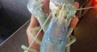 Ghostly, translucent lobster hauled from ocean off Maine