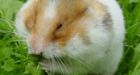 Ethanol: A Lethal Injection for Tumors | American Council on Science and Health