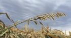 Plant fungus creeping northwest, infecting Alberta fields