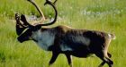 Half of Canada's wildlife species are in decline, WWF finds