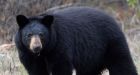 B.C. couple kills black bear after late night break-in