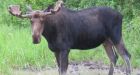 Chief calls to end moose hunt in B.C. following wildfires, habitat loss