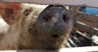 Plastered 'pig' sent to pen after failed robbery at Brandon store