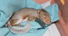 'I heard some terrible screeching and screaming': Victoria, B.C., man rescues baby squirrel