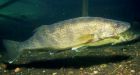 Too many fish: Men fined $10,000 for walleye possession