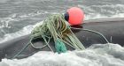 Snow crab fishery to keep 'sustainable' label amid endangered whale deaths