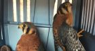 Kestrel chicks saved from B.C. wildfire released back into the wild
