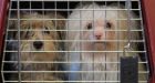 'A situation of absolute neglect': 20 dogs seized from B.C. breeder