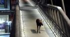 Moose visits Calgary LRT station on World Animal Day