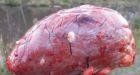 Heart in mouth: Moose hunters worry parasite may ruin organ-eating tradition