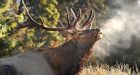 Parks Canada kills 4 bull elk that 'persistently' entered Banff townsite