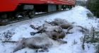More than 100 Norwegian reindeer killed by freight trains in 3 days