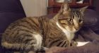 'Survivor' cat reunited with owners after 5 months in B.C. back country