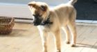 Puppy abandoned by Ottawa dumpster 'back to 100 per cent'