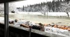 Flooding in Prince George as warm spell thaws Nechako River