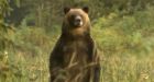 People, not roads, bug grizzly bears the most: Alberta study