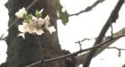 Cherry blossoms bloom unexpectedly in Japan