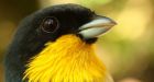 60% of world's wildlife has been wiped out since 1970