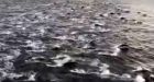 'Never seen anything like it': 200 dolphins spotted from ferry