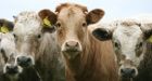 Hey vegans, provocative advertising about dairy will only polarize people