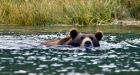 Swimming skills save B.C. man from terrifying bear attack