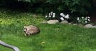 Seemingly lethargic, 'drunk' raccoons spotted in Ottawa suburb, residents say