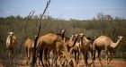 Australian camels to die. They drink too much water and their flatulence contributes to global warming
