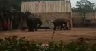 Zookeeper killed by sex-crazed elephant