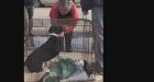 Jasper residents rally to rescue dog after nine days