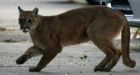 Nature takes back world's empty city streets | CTV News