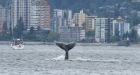They can be oblivious: Caution urged on the water after humpback sighted in Vancouver