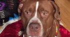 Owner of dog shot by RCMP officer says police K9 started fight