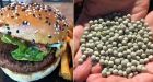 Plant-based protein industry set to grow in Alberta with new Calgary facility