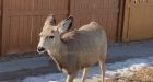 Gardeners push town of Okotoks to get tougher on urban deer