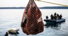 Bell Island's got an explosive problem — and these military divers are back to defuse it