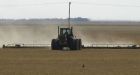 Alberta farmers compelled to harvest crops early amid heat wave