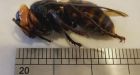 Nest of Asian giant hornets found and destroyed just south of U.S. border